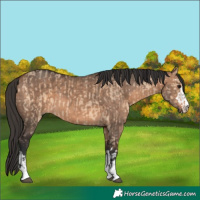 Horse Color:Bay Dun  and Bay Dun 