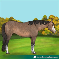 Horse Color:Bay Dun and Bay Dun