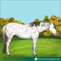 Horse Color:Bay Dun Tobiano Frame Appaloosa Rabicano 