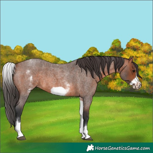 Horse Color:Unknown 