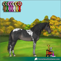 Horse Color:Black Tobiano 