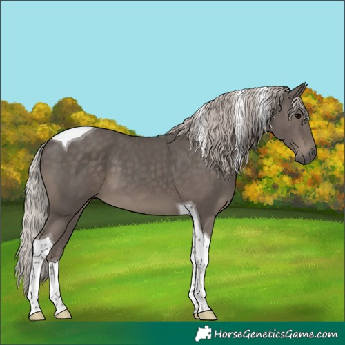 Horse Color:Silver Black Tobiano