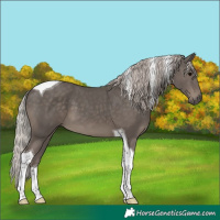 Horse Color:Silver Black Tobiano 