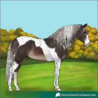 Horse Color:Silver Brown Tobiano 