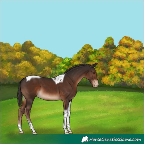 Horse Color:Liver Chestnut Tobiano Varnish 