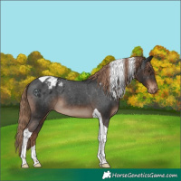 Horse Color:Liver Chestnut Tobiano Appaloosa