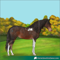Horse Color:Liver Chestnut Tobiano Appaloosa