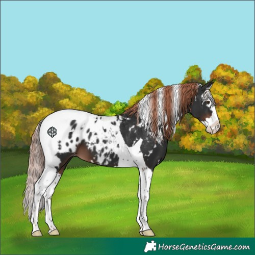 Horse Color:White Spotted Liver Chestnut Splash Tobiano Appaloosa 