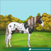 Horse Color:White Spotted Liver Chestnut Splash Tobiano Appaloosa 