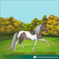 Horse Color:Silver Black Tobiano 