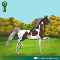 Horse Color:Silver Brown Tobiano 
