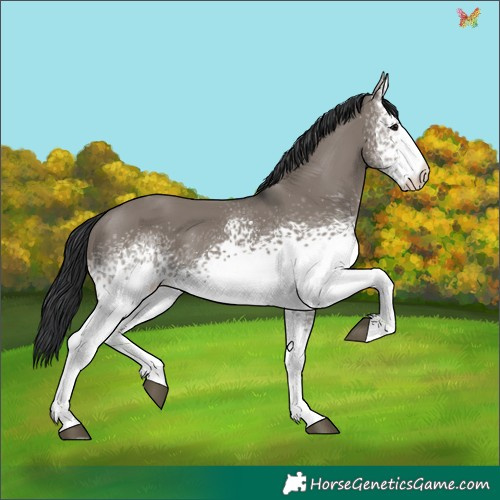 Horse Color:White Spotted Grullo 