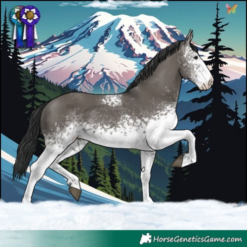 Horse Color:White Spotted Grullo 