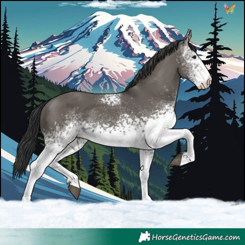 Horse Color:White Spotted Grullo 