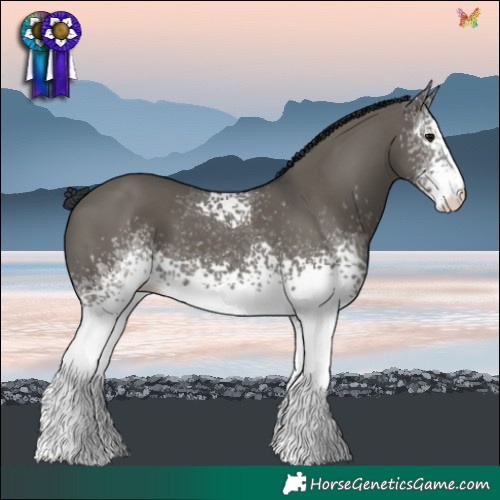 Horse Color:White Spotted Grullo 
