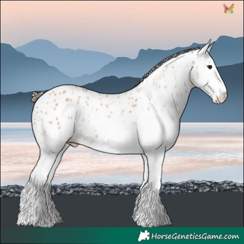 Horse Color:White Spotted Bay Dun Leopard 