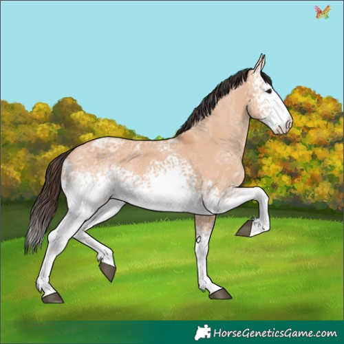 Horse Color:White Spotted Bay Ice Dun 