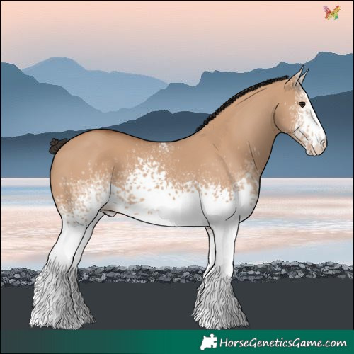 Horse Color:White Spotted Bay Dun 