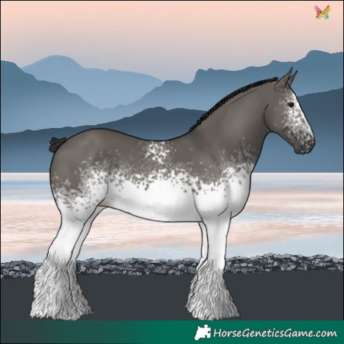 Horse Color:White Spotted Grullo 