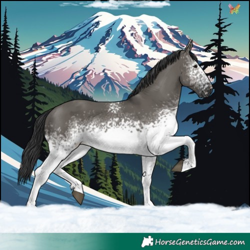 Horse Color:White Spotted Grullo 