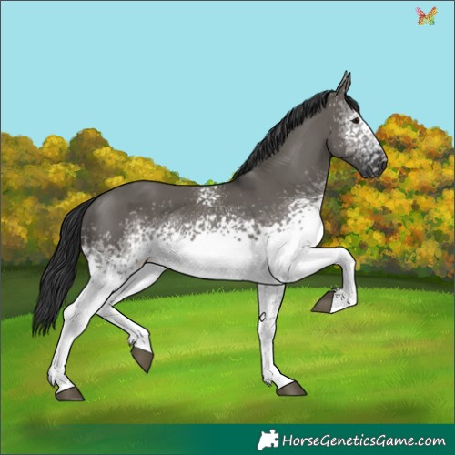 Horse Color:White Spotted Grullo 