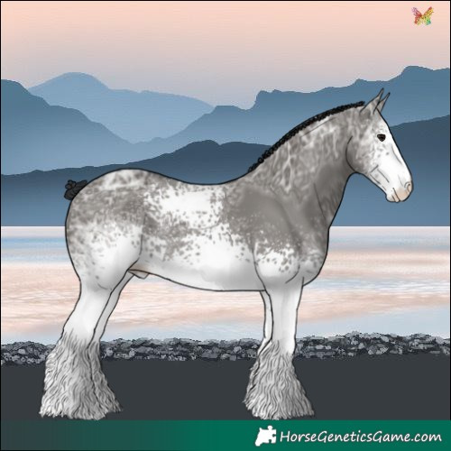 Horse Color:White Spotted Grullo Ice 