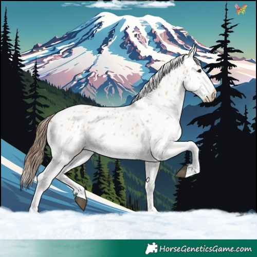 Horse Color:White Spotted Bay Dun Appaloosa 