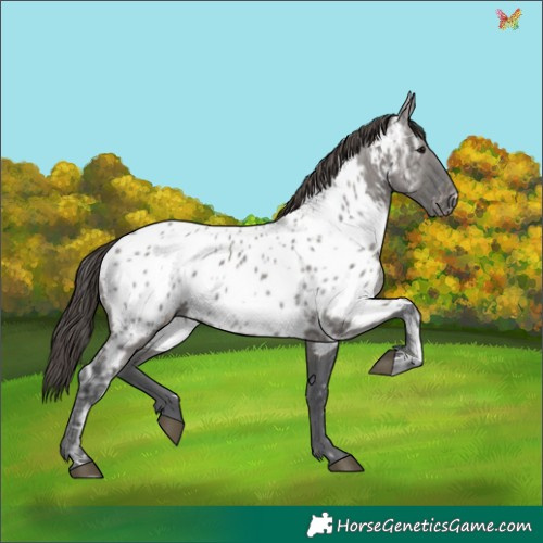 Horse Color:White Spotted Grullo Ice Appaloosa 