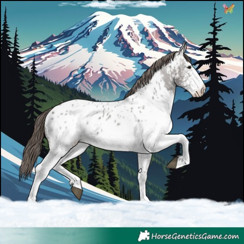 Horse Color:White Spotted Grullo Ice Appaloosa