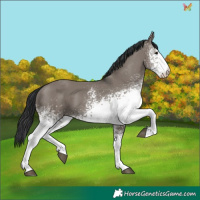 Horse Color:White Spotted Grullo 