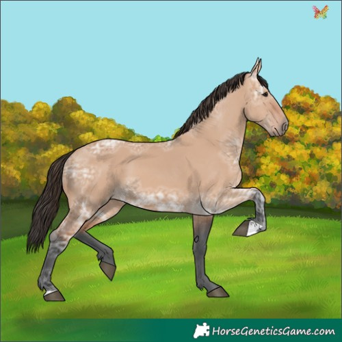 Horse Color:White Spotted Bay Ice Dun 
