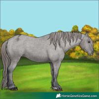 Horse Color:Grullo Appaloosa 
