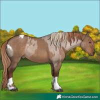 Horse Color:Liver Red Dun Appaloosa and Liver Red Dun