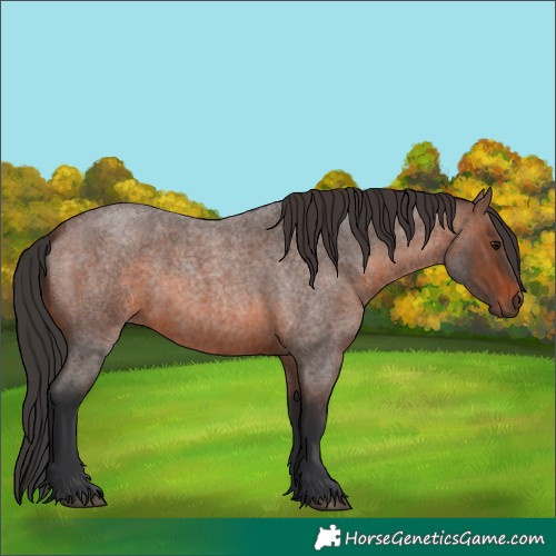 Horse Color:Brown Roan