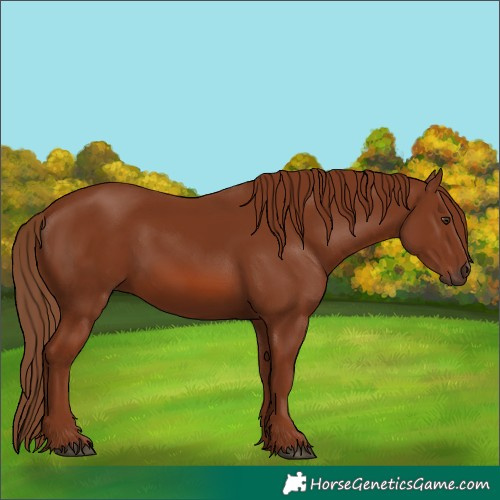 Horse Color:Chestnut 