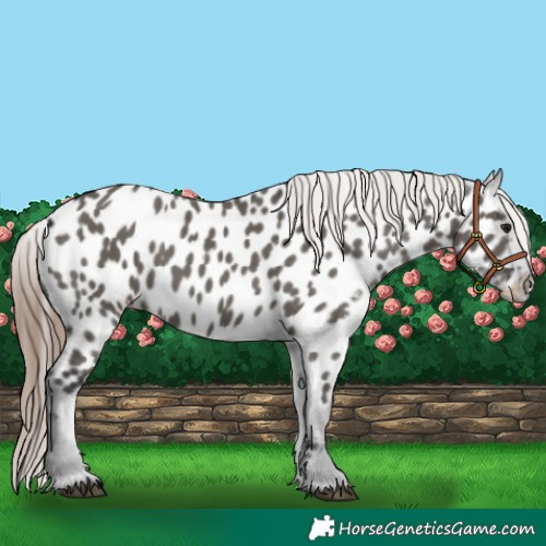 Horse Color:Grullo Appaloosa 