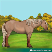 Horse Color:Red Dun Rabicano