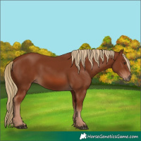 Horse Color:Chestnut 