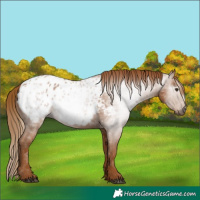 Horse Color:Gray Chestnut Appaloosa 