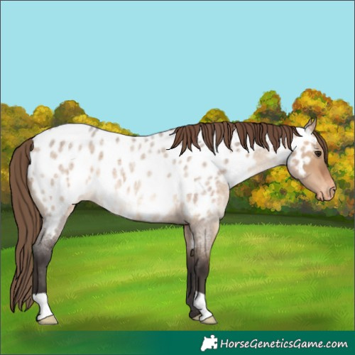 Horse Color:Bay Roan Dun Appaloosa 