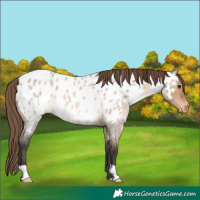 Horse Color:Bay Roan Dun Appaloosa