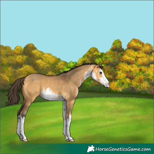 Horse Color:White Spotted Buckskin Dun 
