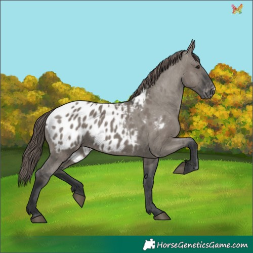 Horse Color:Grullo Appaloosa 