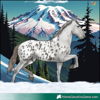 Horse Color:Grullo Near Leopard 