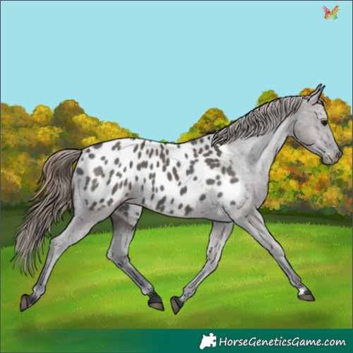 Horse Color:Grullo Appaloosa 