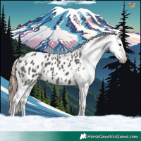 Horse Color:Grullo Blanket 