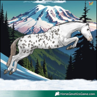 Horse Color:Grullo Appaloosa