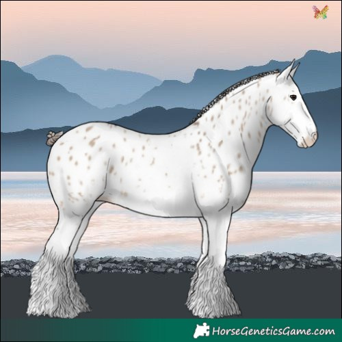 Horse Color:White Spotted Brown Dun Leopard 