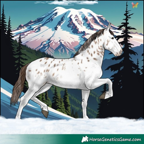 Horse Color:White Spotted Brown Dun Appaloosa 