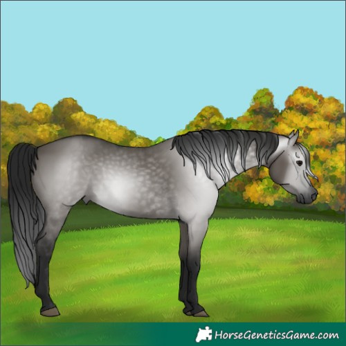 Horse Color:Gray Grullo 